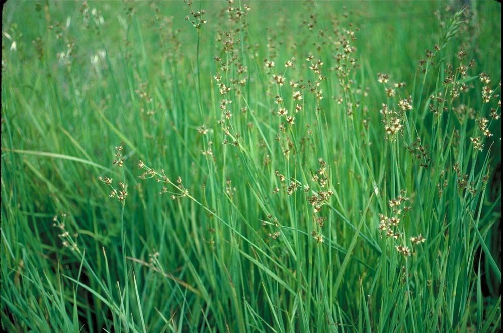 Juncus phaeocephalus habit