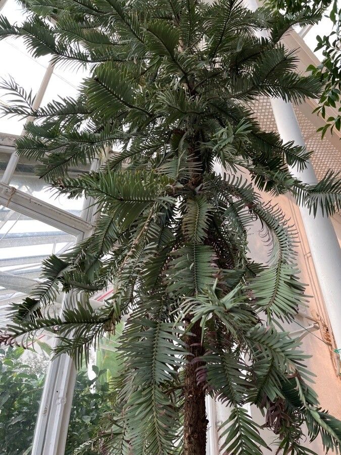 Wollemia nobilis — search result for 'Araucariaceae'