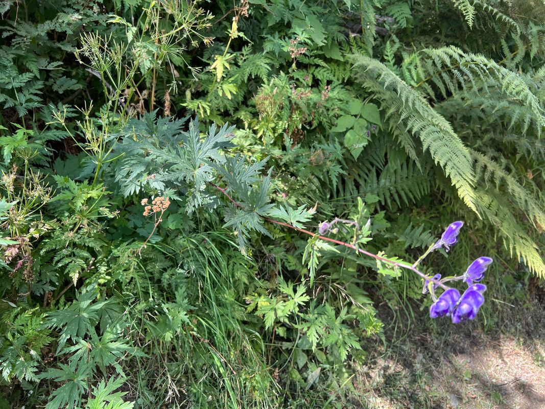 Aconitum burnatii leaf
