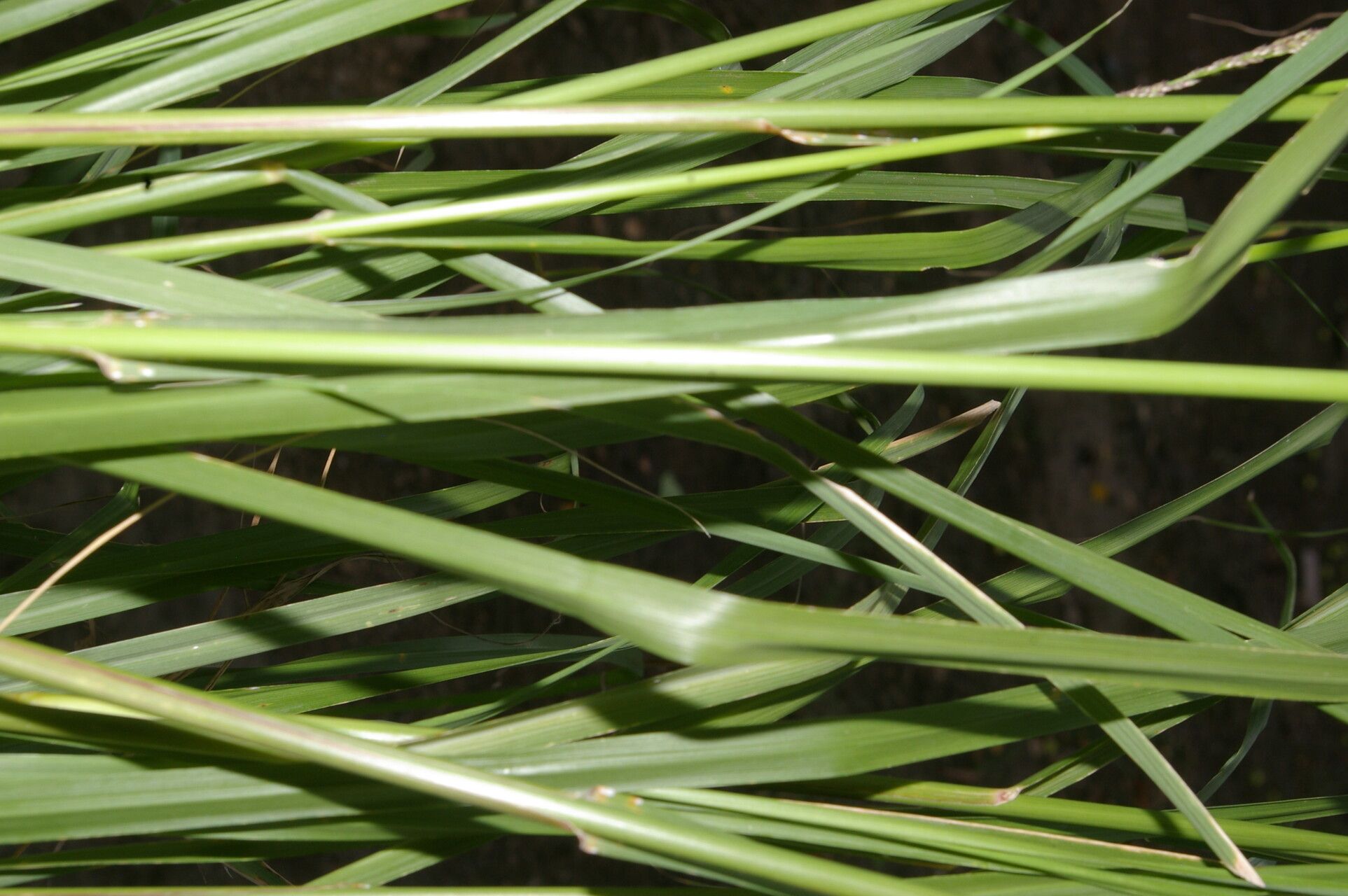 Eragrostis domingensis flower