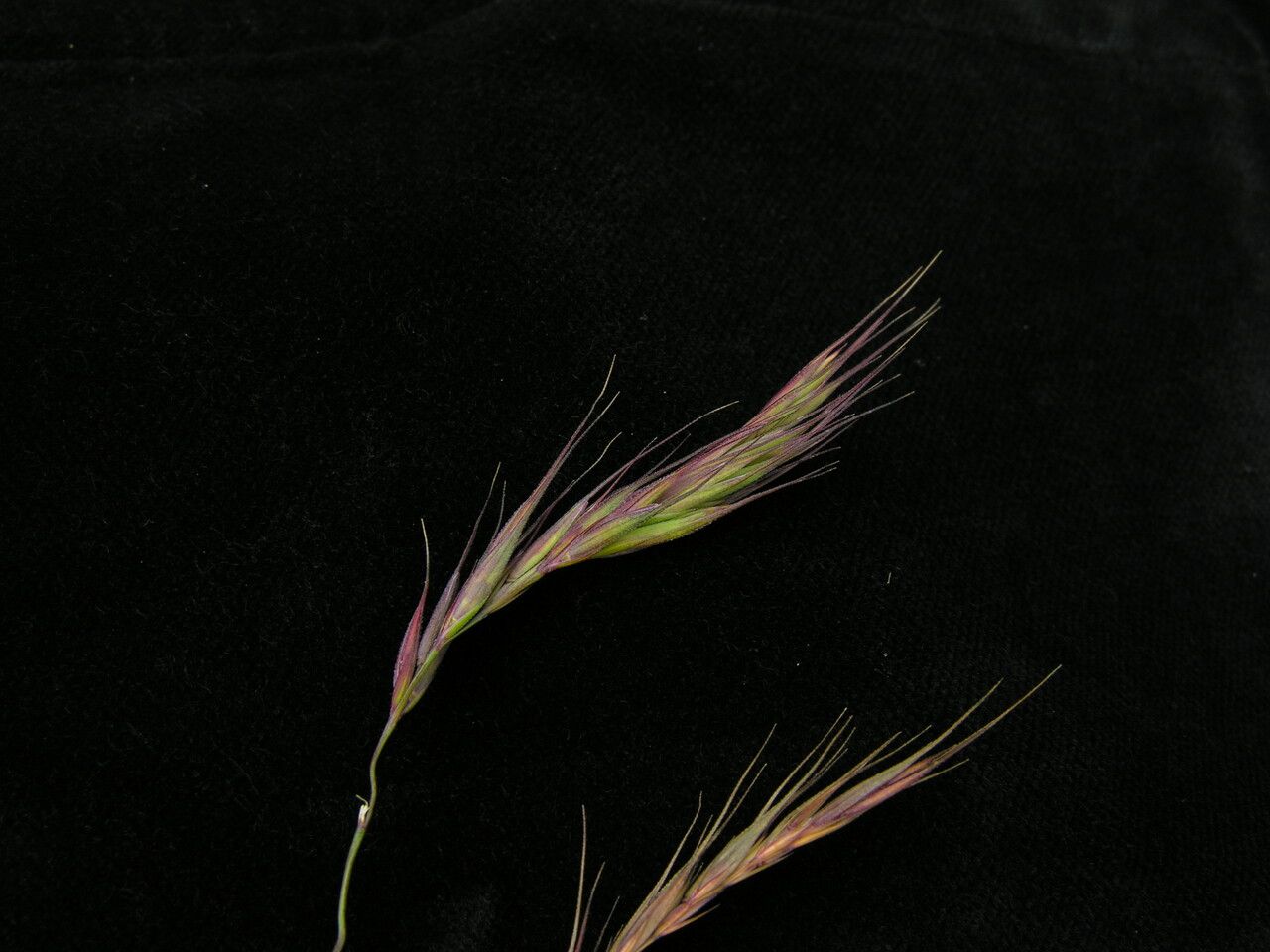 Elymus nutans — search result for 'Elymus'