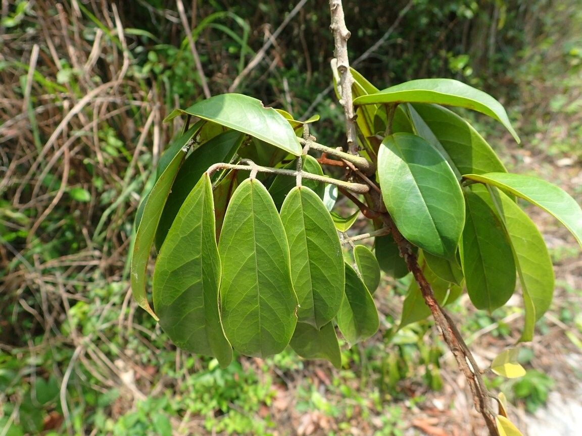 Connarus griffonianus — houseplant care guide