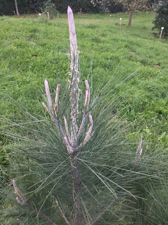 Pinus sabiniana fruit