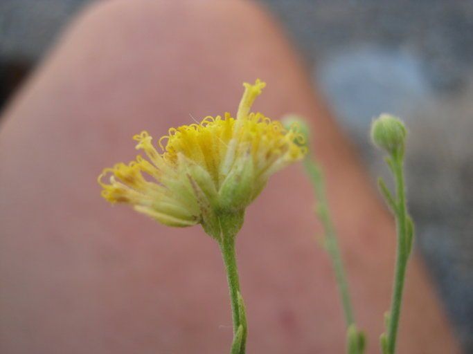 Perityle villosa flower