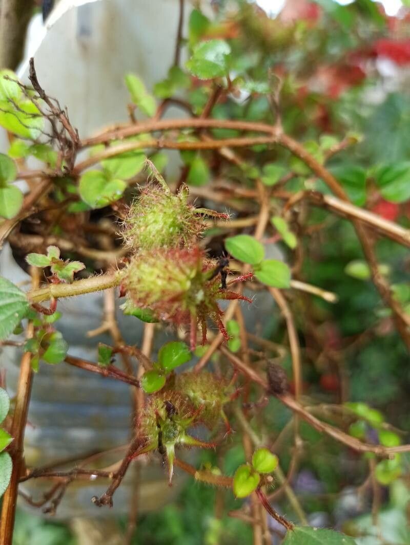 Heterotis rotundifolia fruit