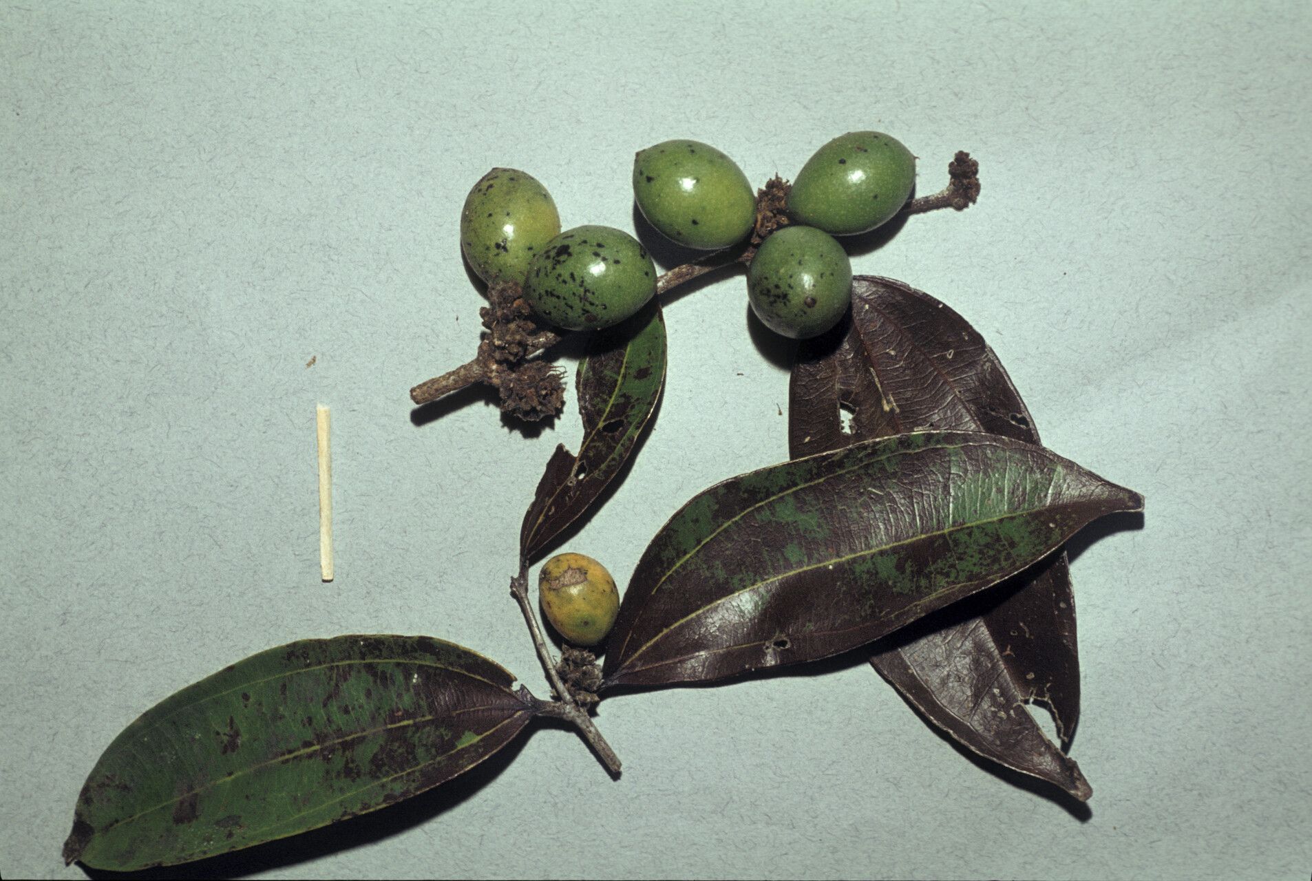 Strychnos oiapocensis — houseplant care guide