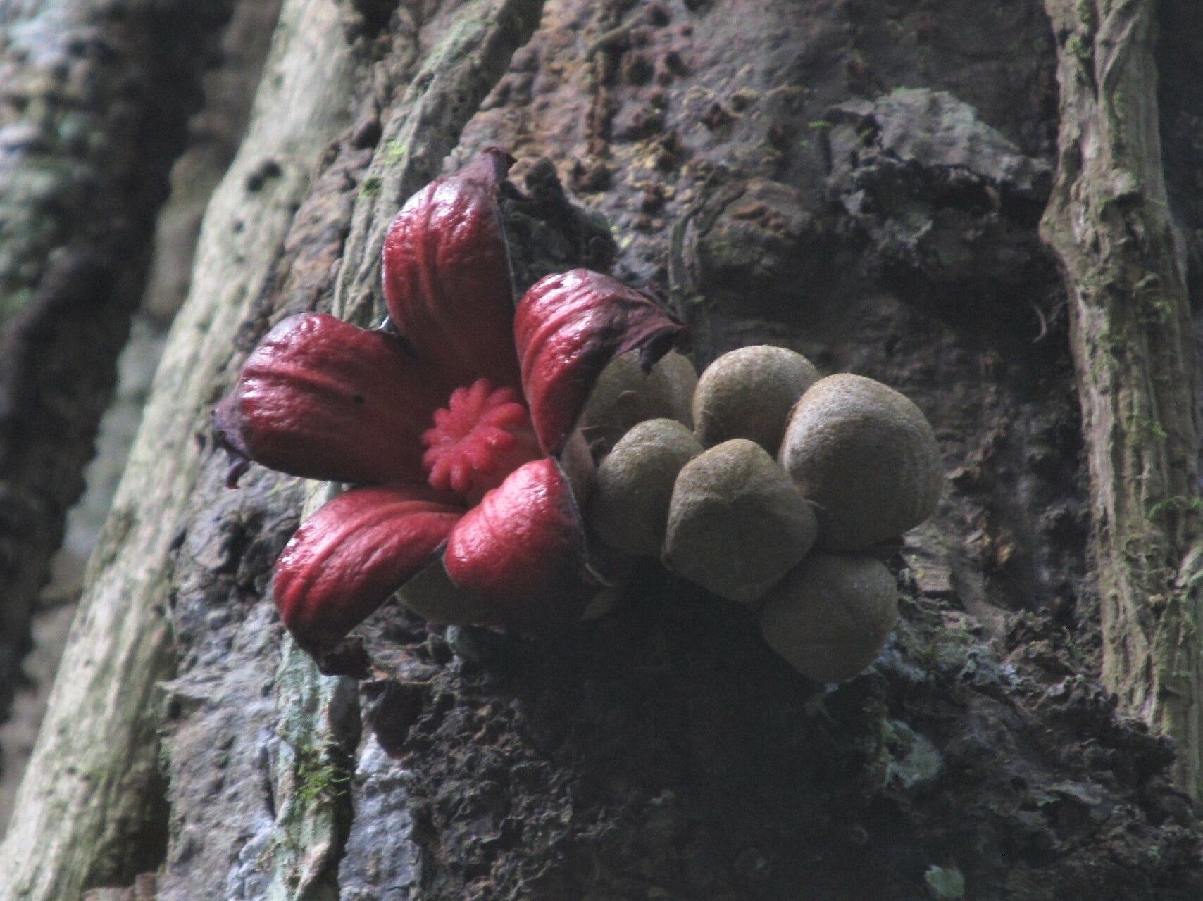 Cola chlamydantha flower