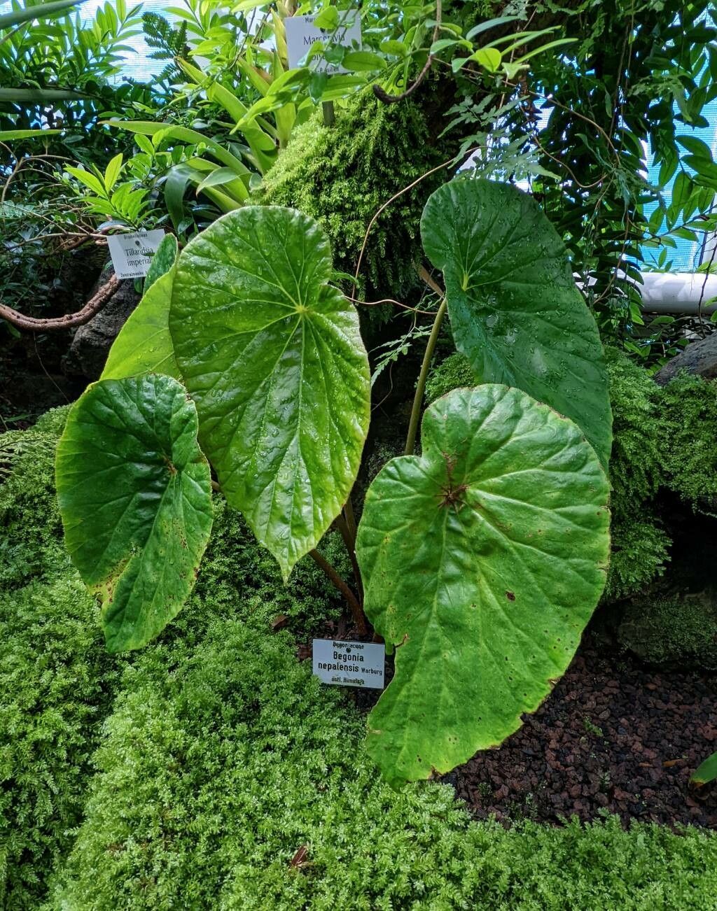 Begonia nepalensis habit