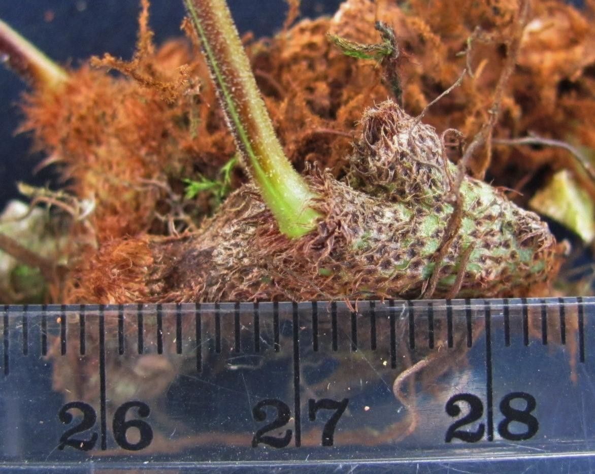 Serpocaulon wagneri other