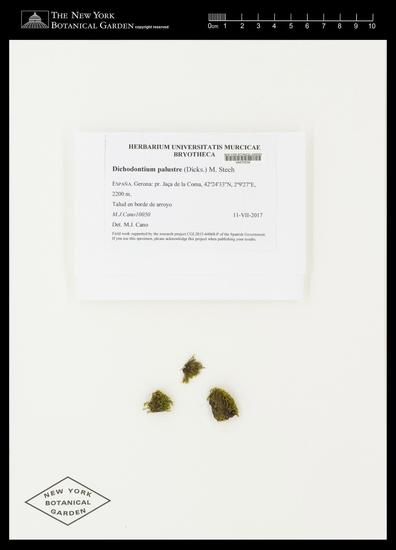 Dichapetalum crassifolium — houseplant care guide