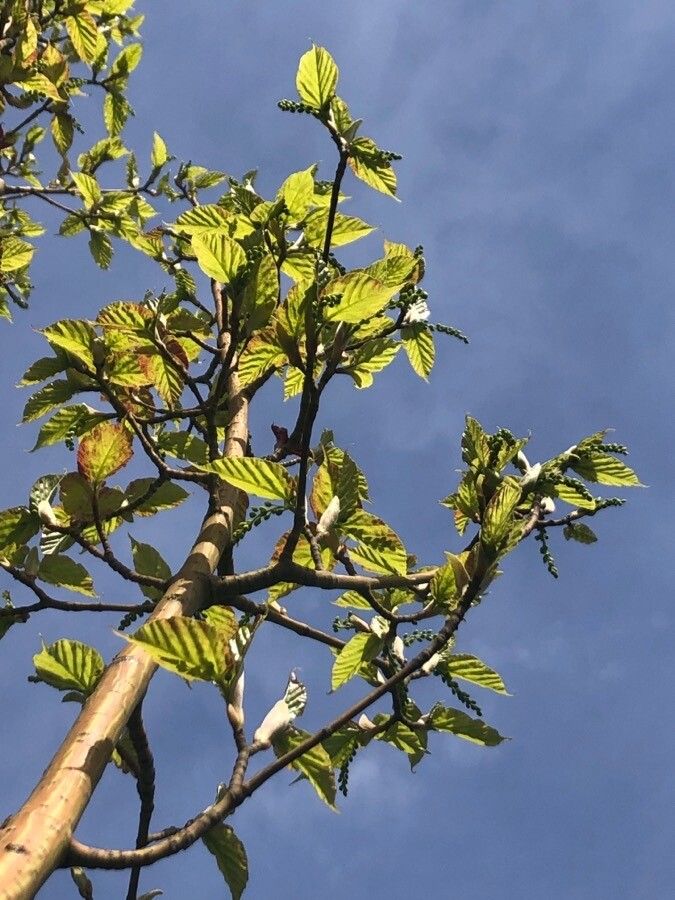 Acer davidii — search result for 'Acer'