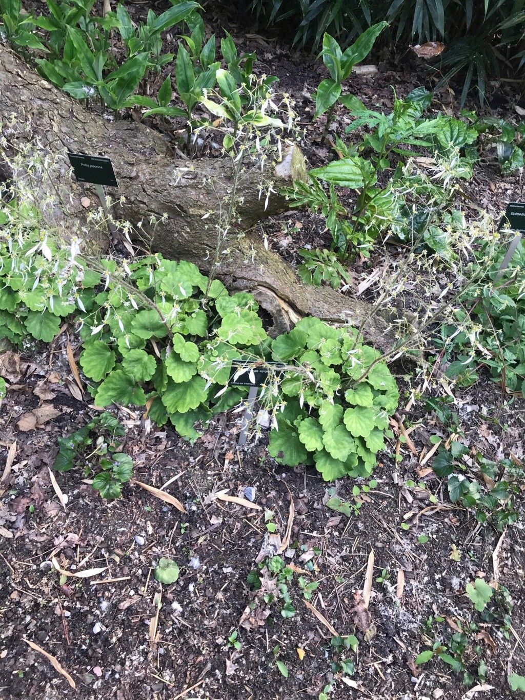 Saxifraga elliptica leaf