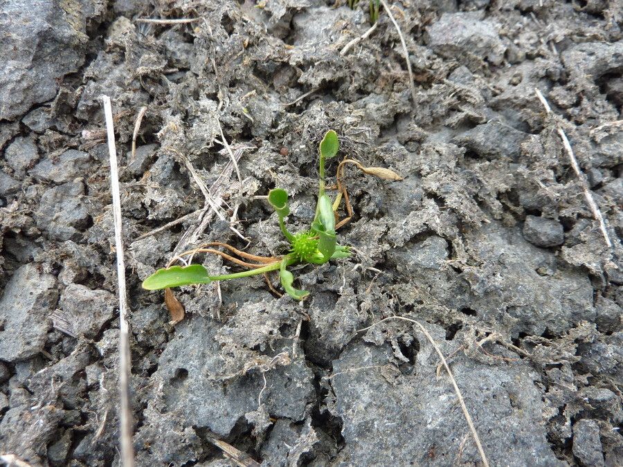 Ranunculus lateriflorus habit