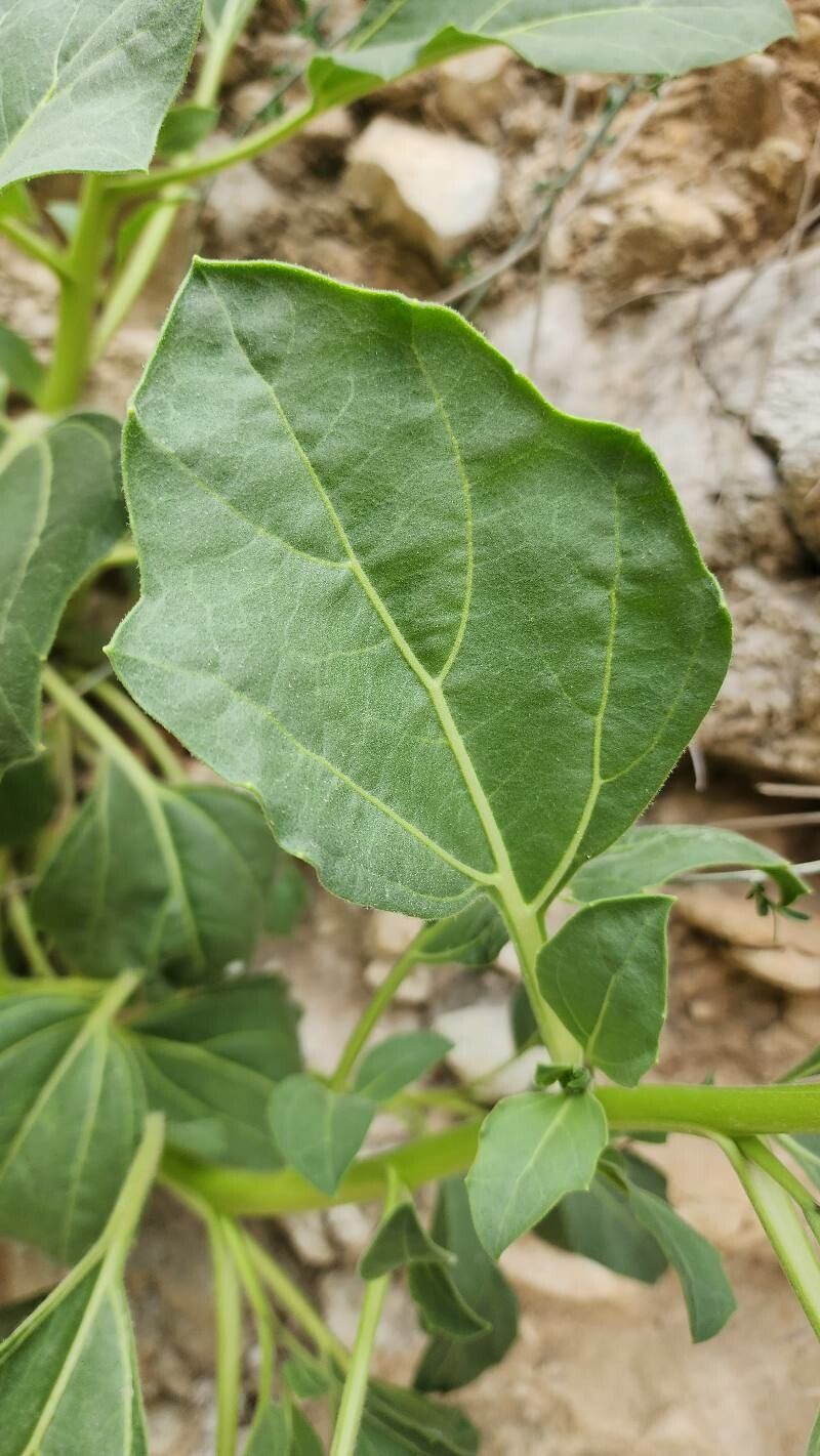 Hyoscyamus insanus — related species from the same genus