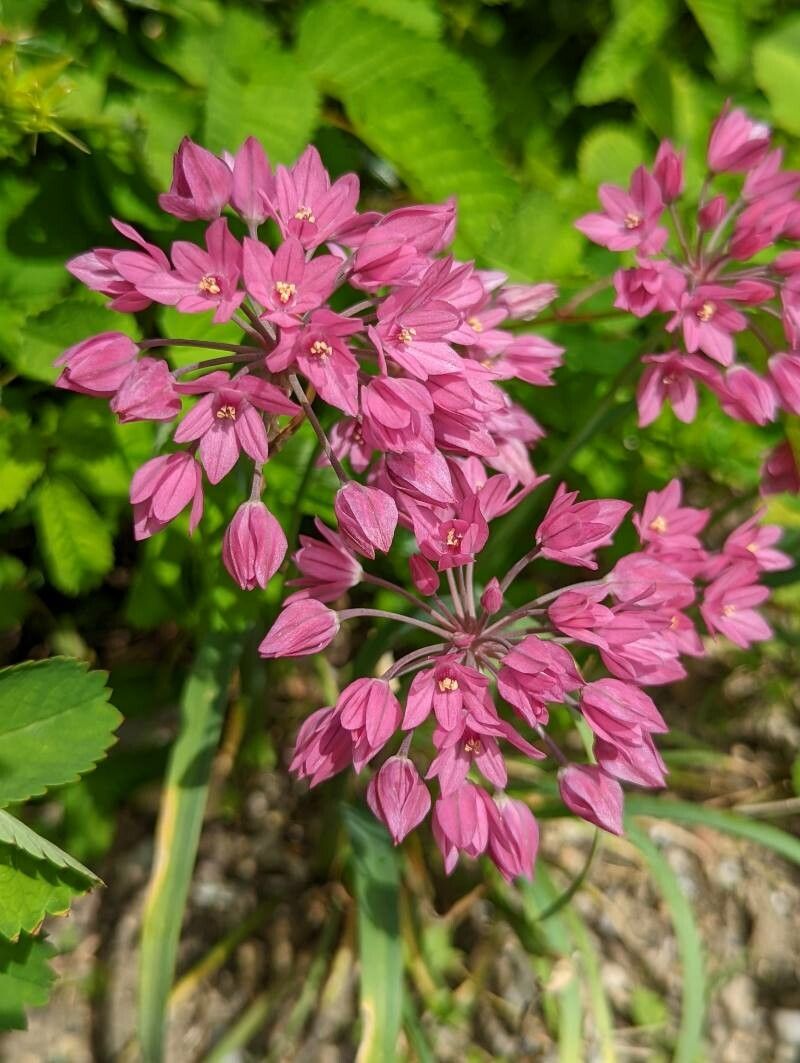 Allium oreophilum flower