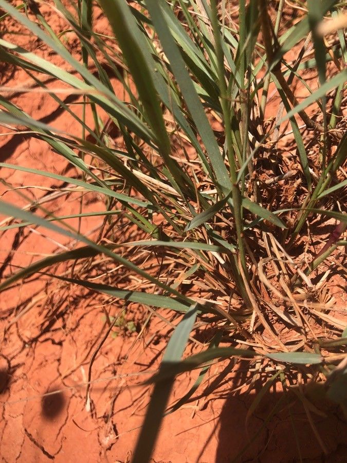 Tridens albescens — related species from the same genus