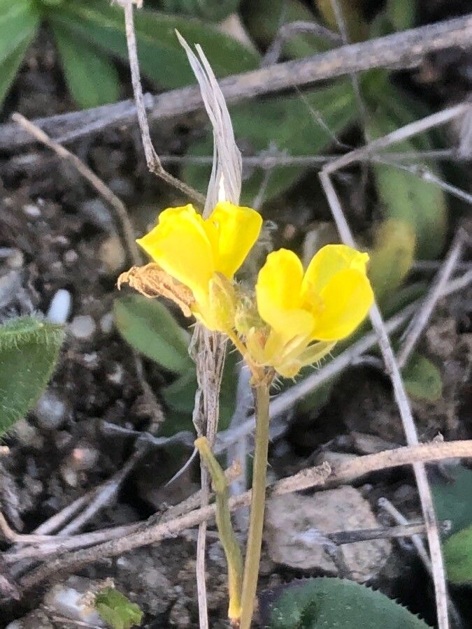 Medicago littoralis flower