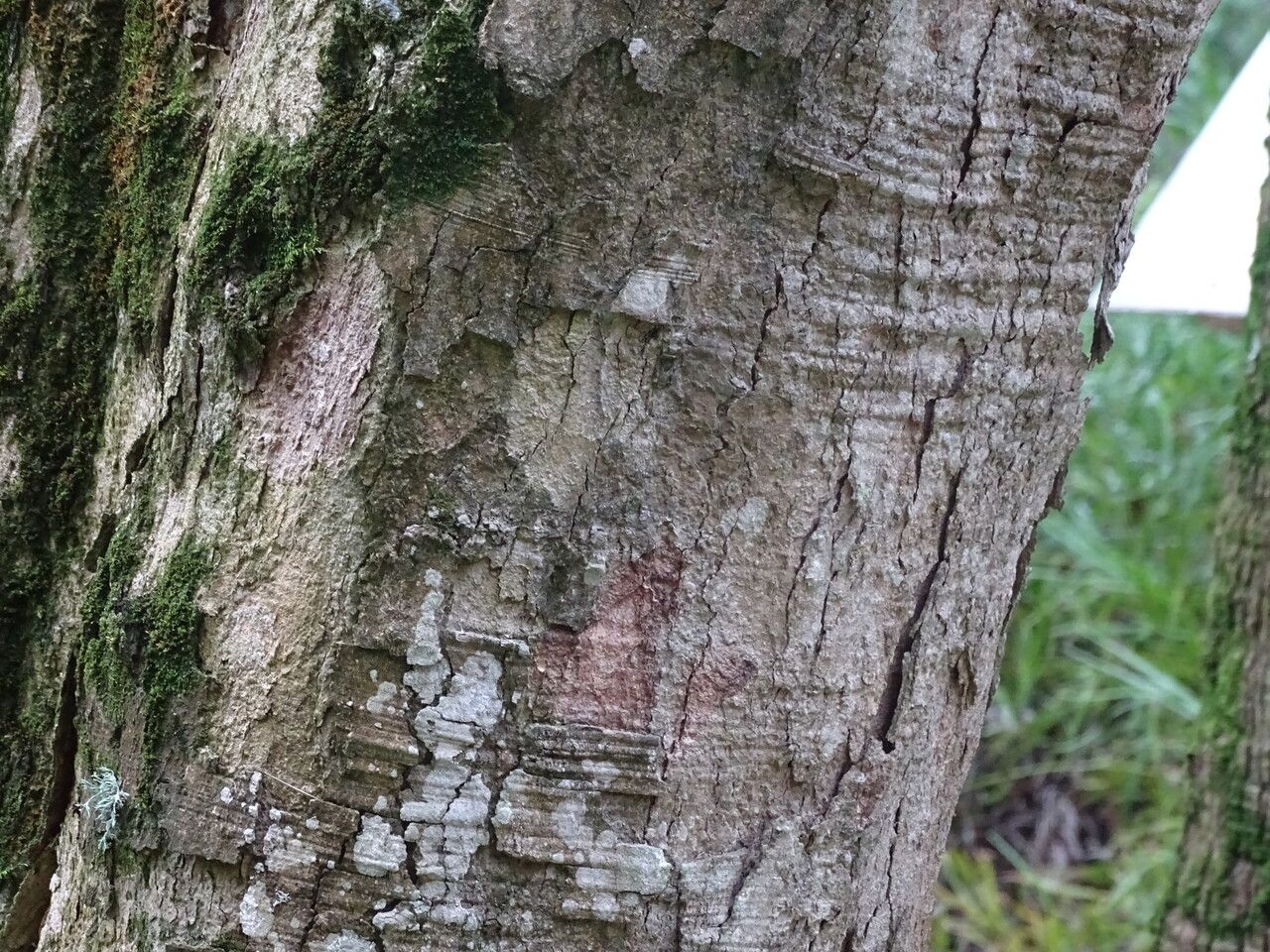 Sapindus marginatus — search result for 'Saponaria'