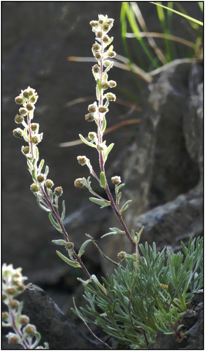 Artemisia eriantha habit