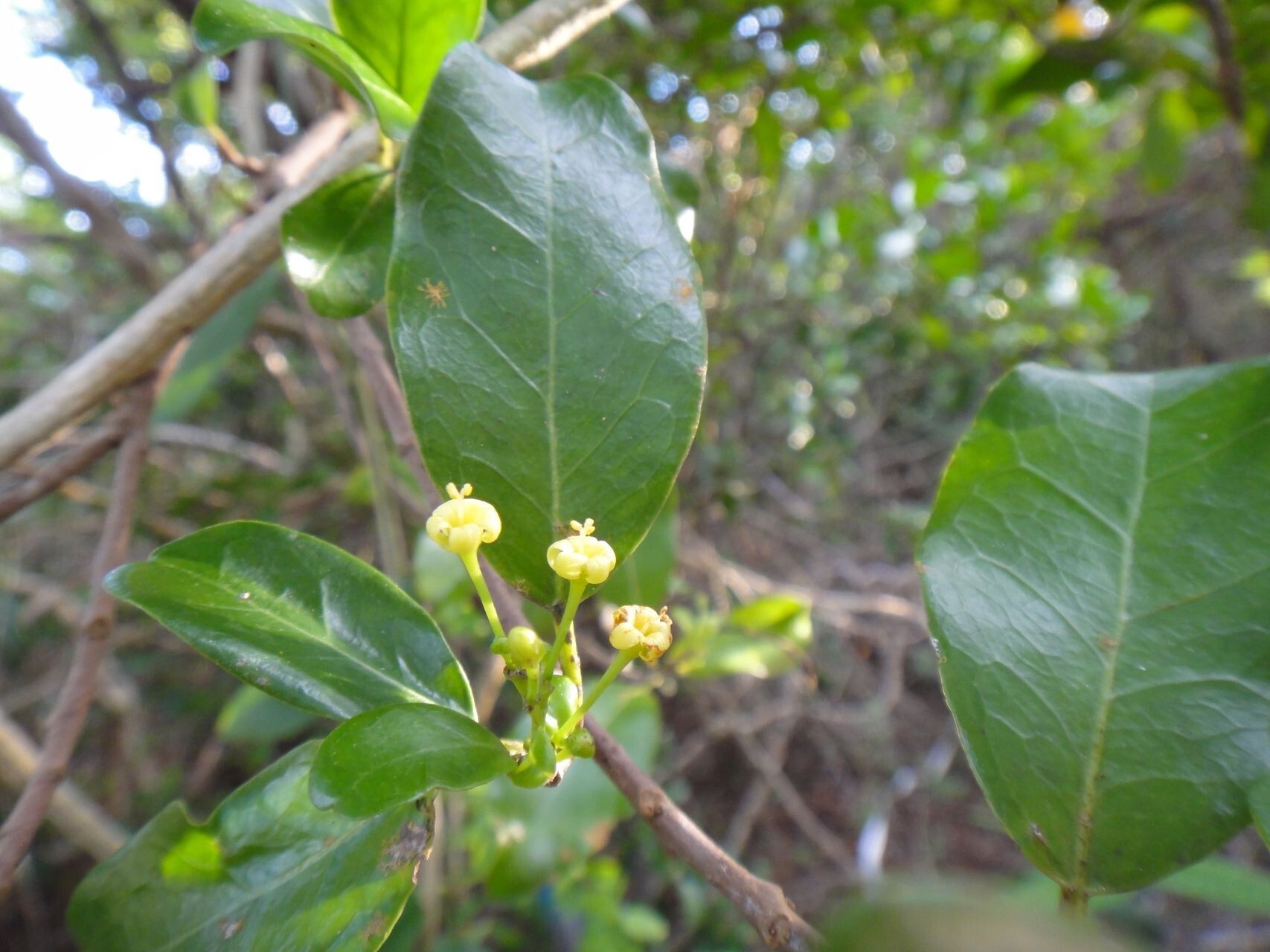 Trigonostemon cherrieri flower