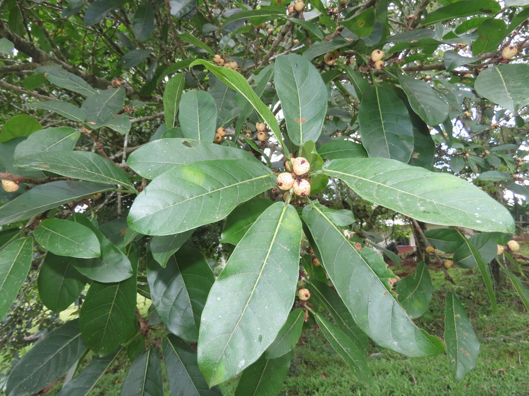 Ficus costaricana leaf