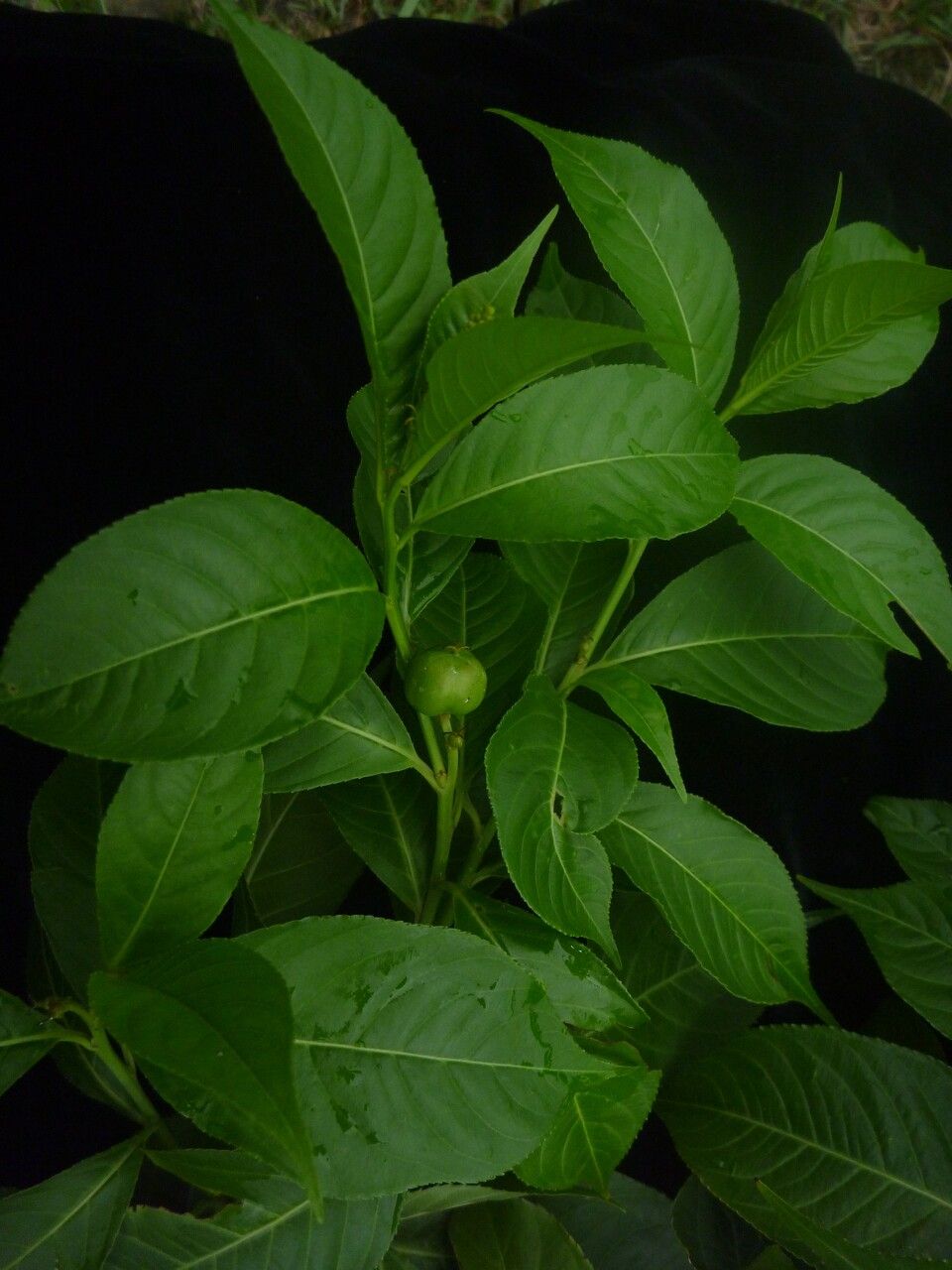 Excoecaria acerifolia habit