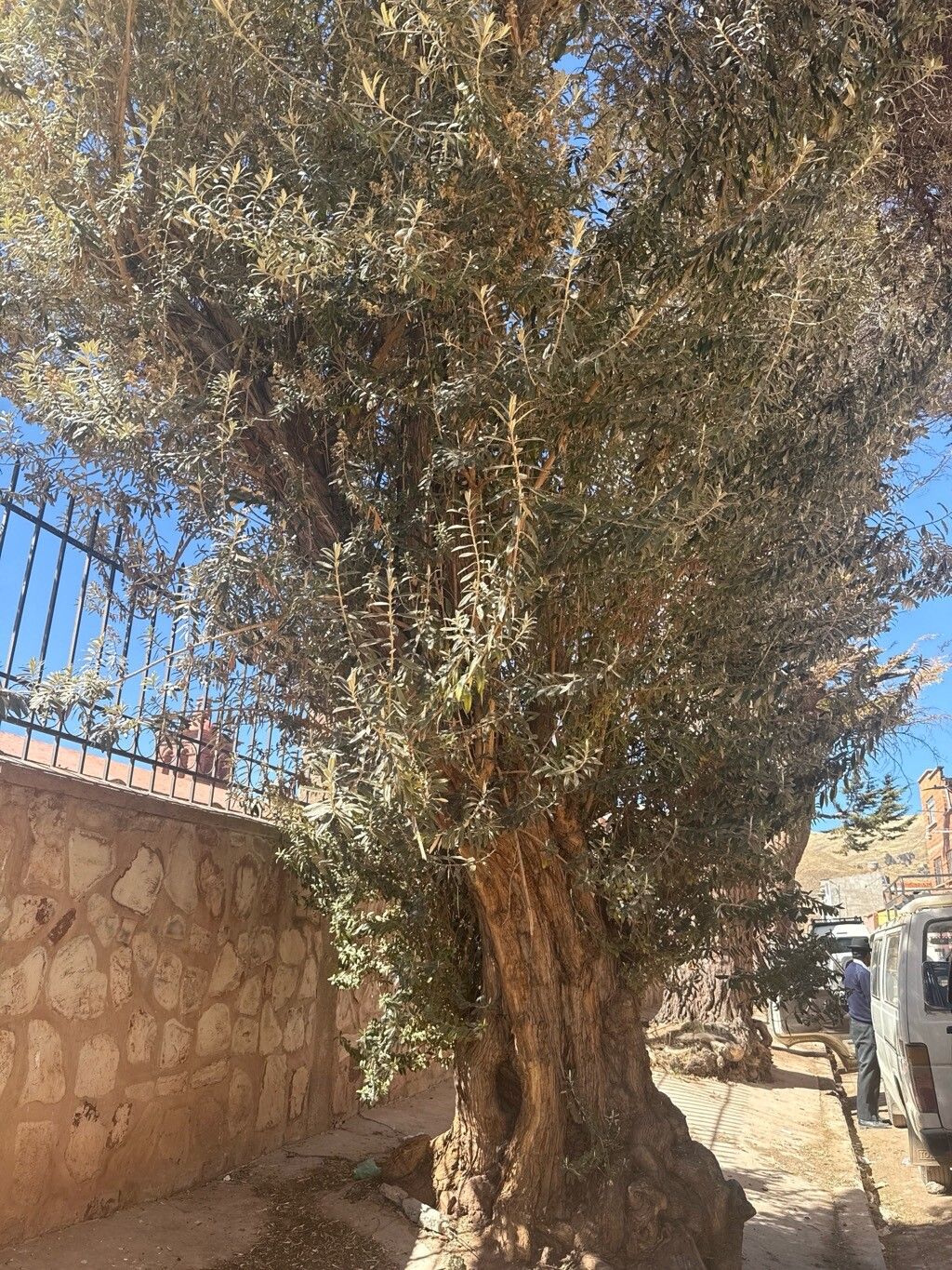 Buddleja coriacea — search result for 'Buddleja'