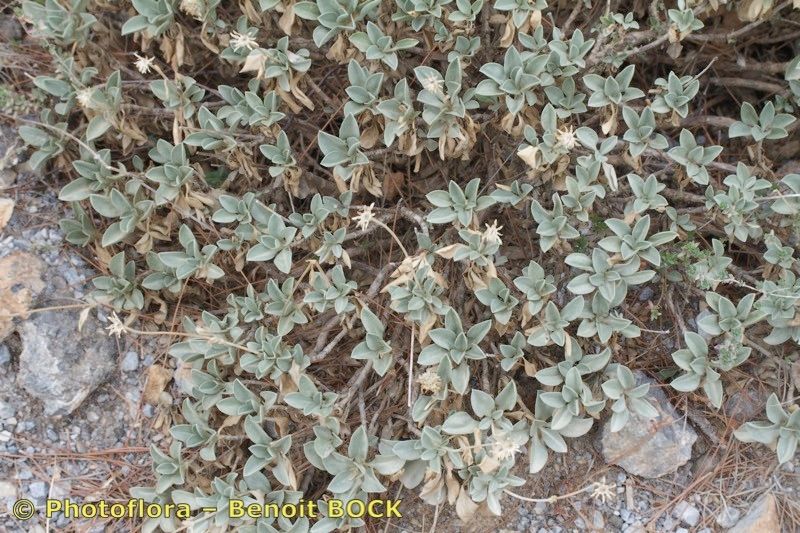 Lomelosia minoana — search result for 'Lomelosia'