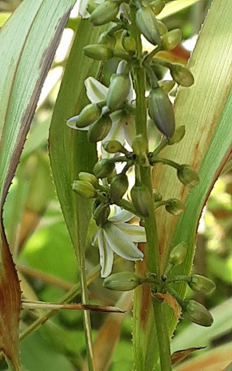 Dianella bambusifolia flower