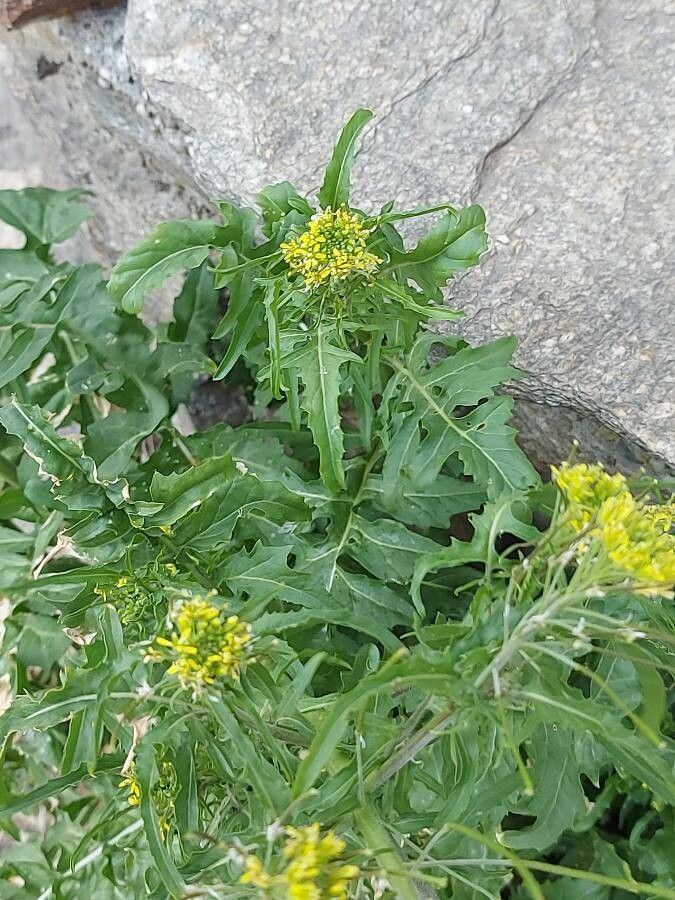 Sisymbrium irio flower