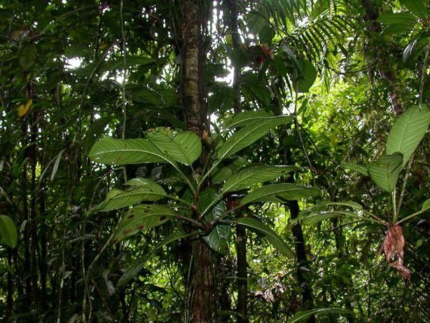 Philodendron alliodorum habit