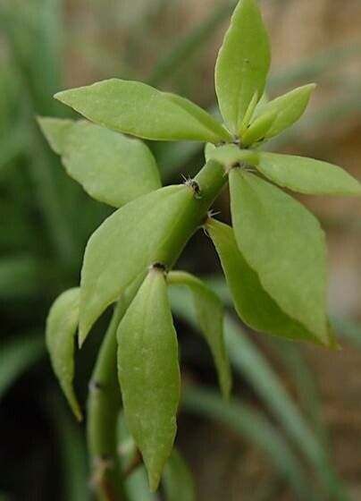 Pereskiopsis kellermanii — related species from the same genus