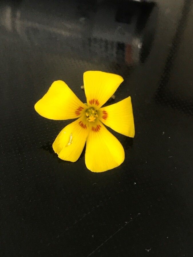 Oxalis priceae flower