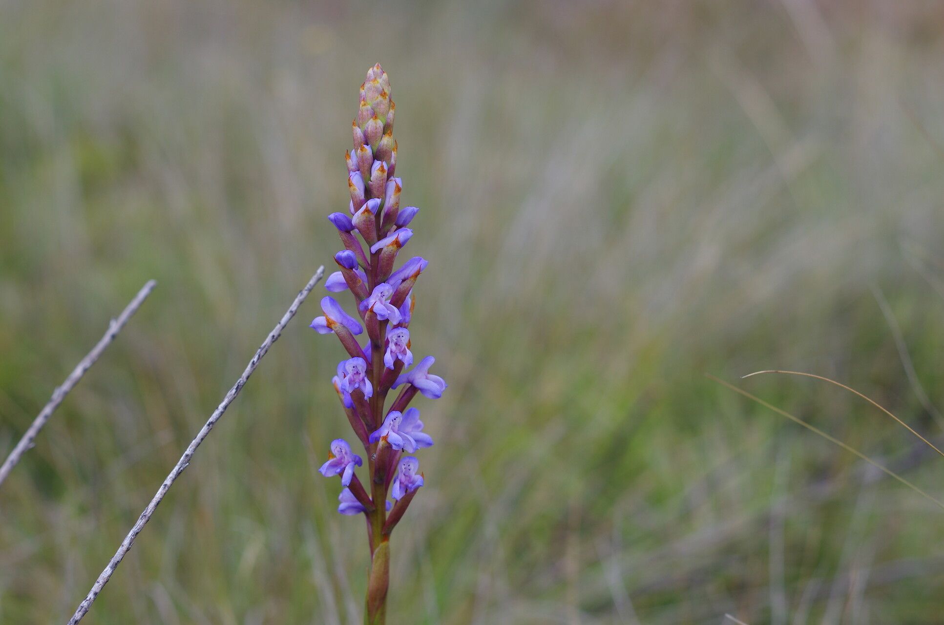 Disa buchenaviana habit