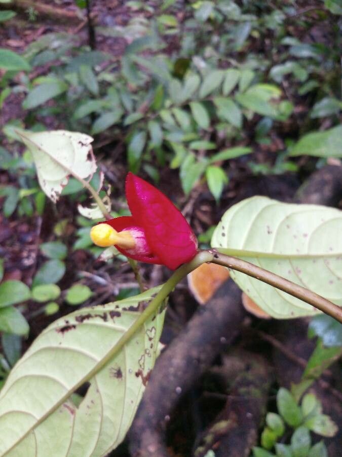 Drymonia coccinea flower