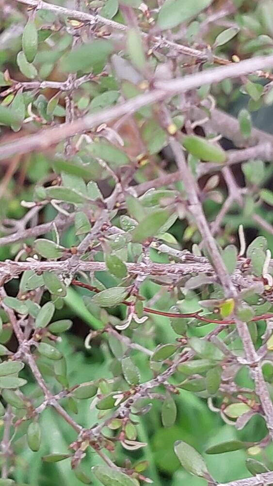 Coprosma parviflora — houseplant care guide