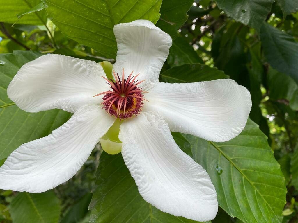 Dillenia philippinensis flower