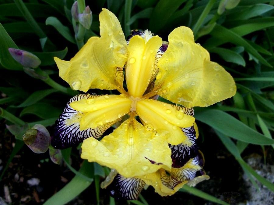 Iris variegata flower