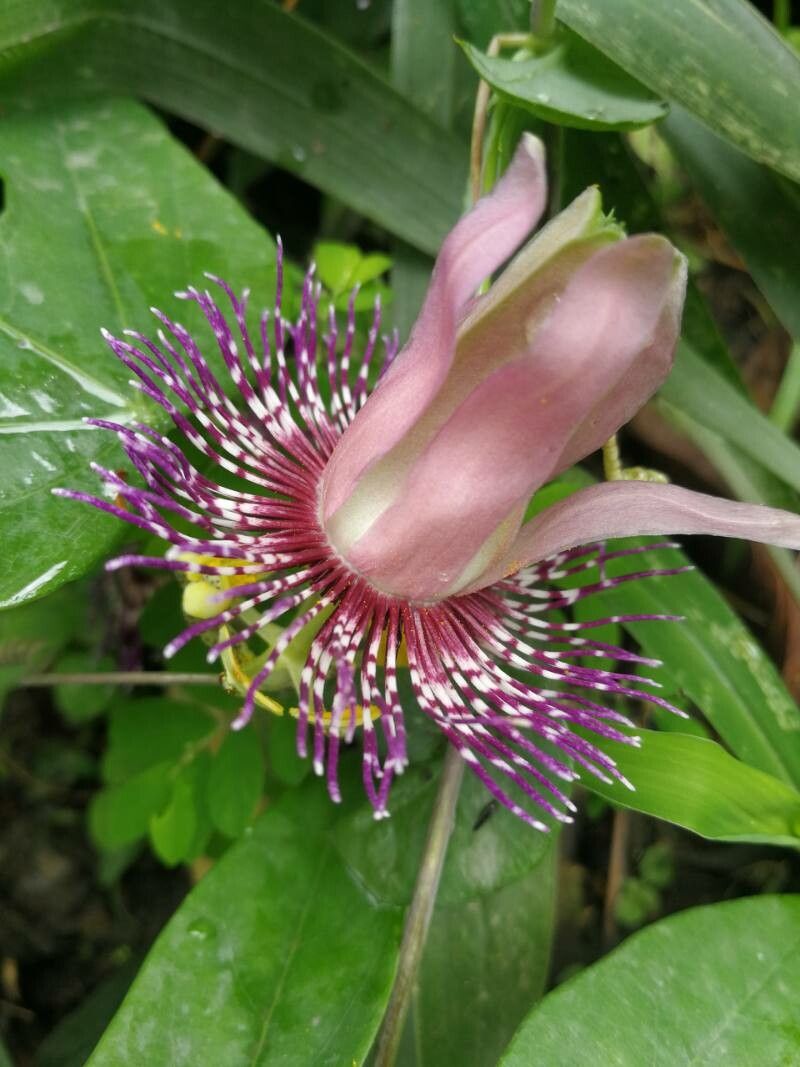 Passiflora menispermifolia flower