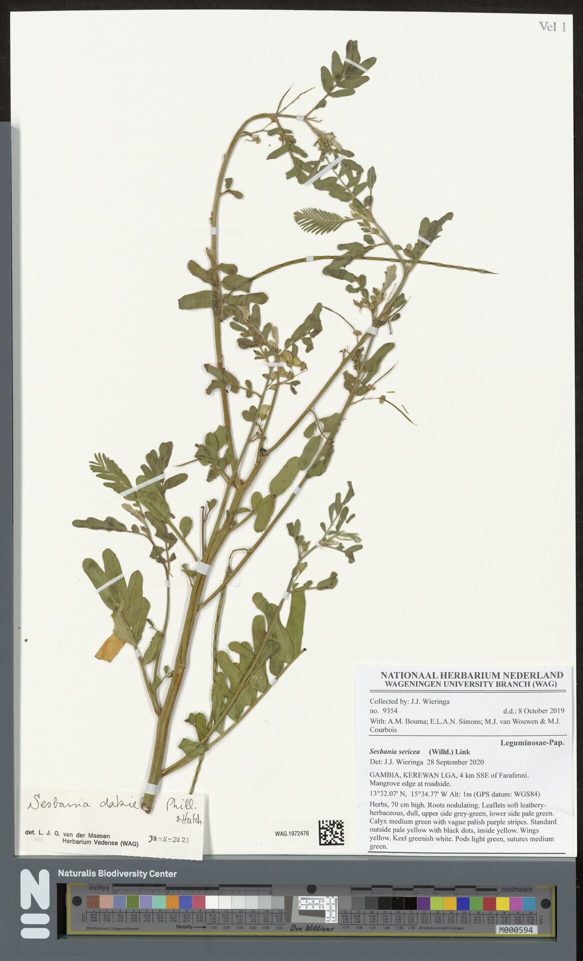 Sesbania dalzielii — search result for 'Sesbania'