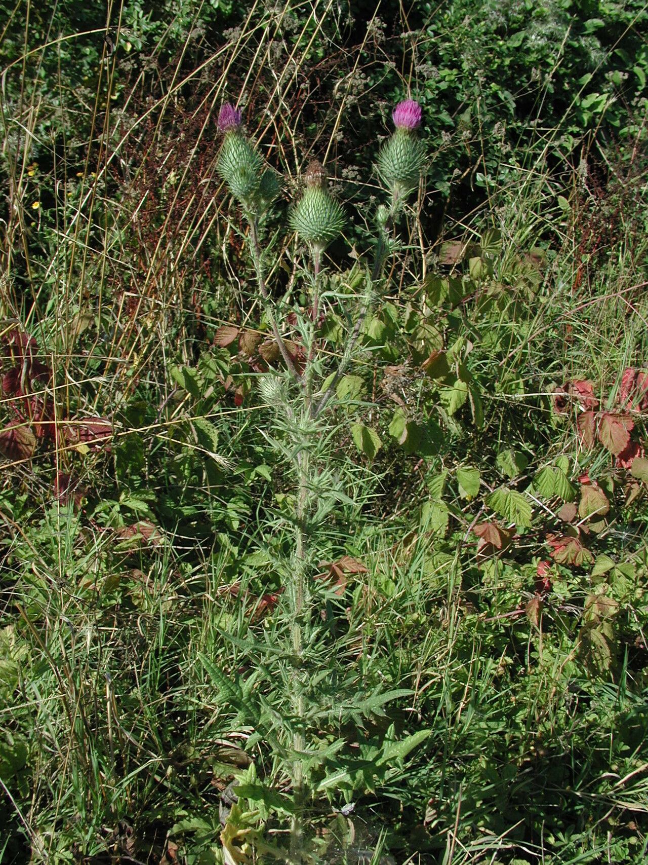Cirsium bulgaricum habit
