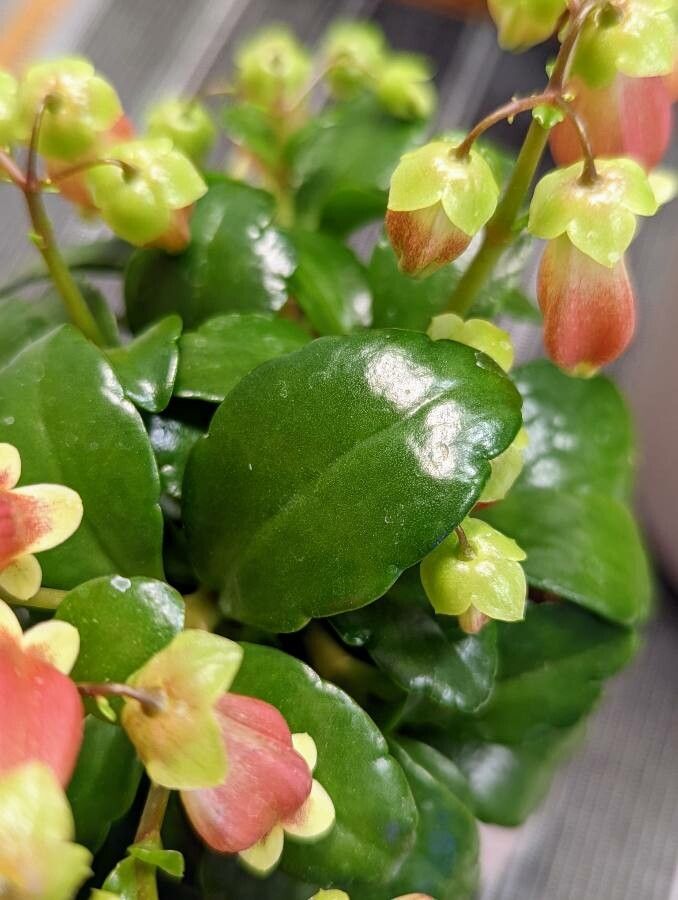 Kalanchoe miniata leaf