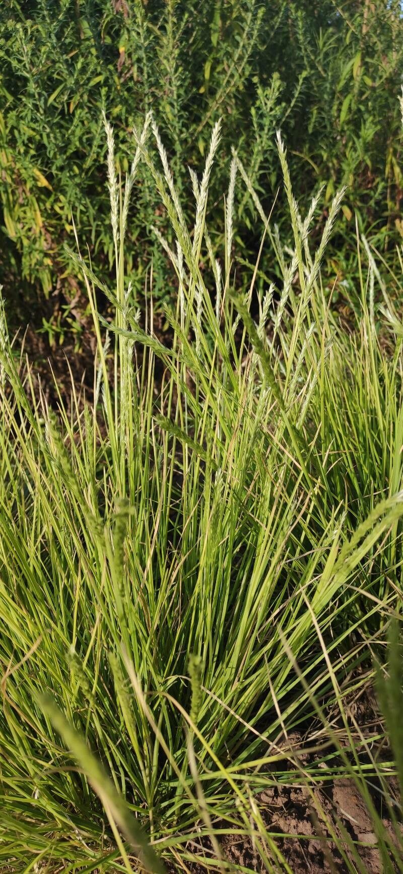 Sesleria autumnalis leaf