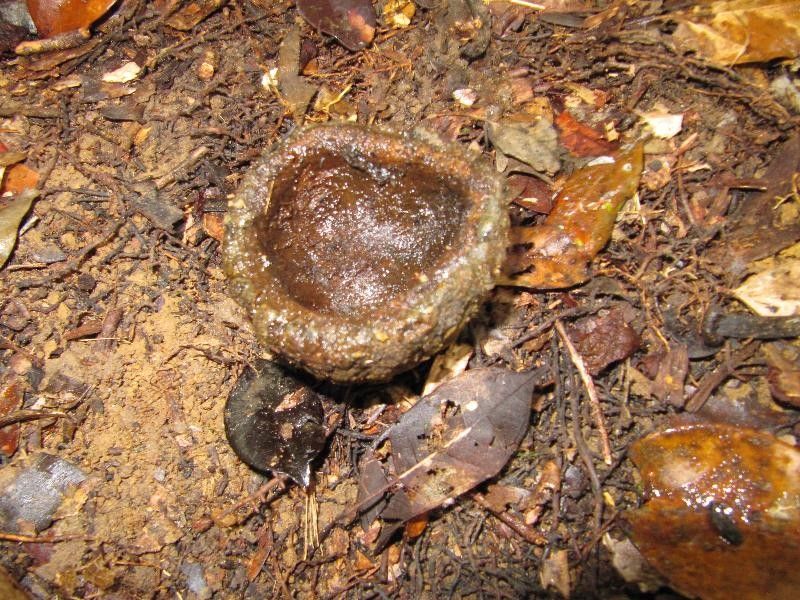Couratari multiflora fruit
