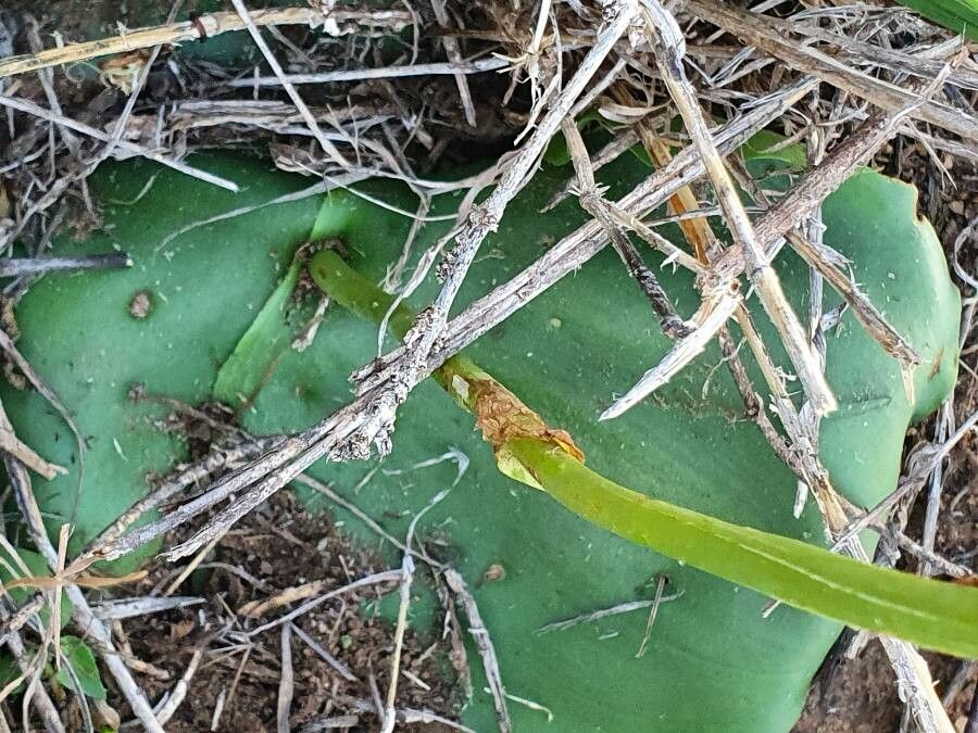 Habenaria helicoplectrum — houseplant care guide