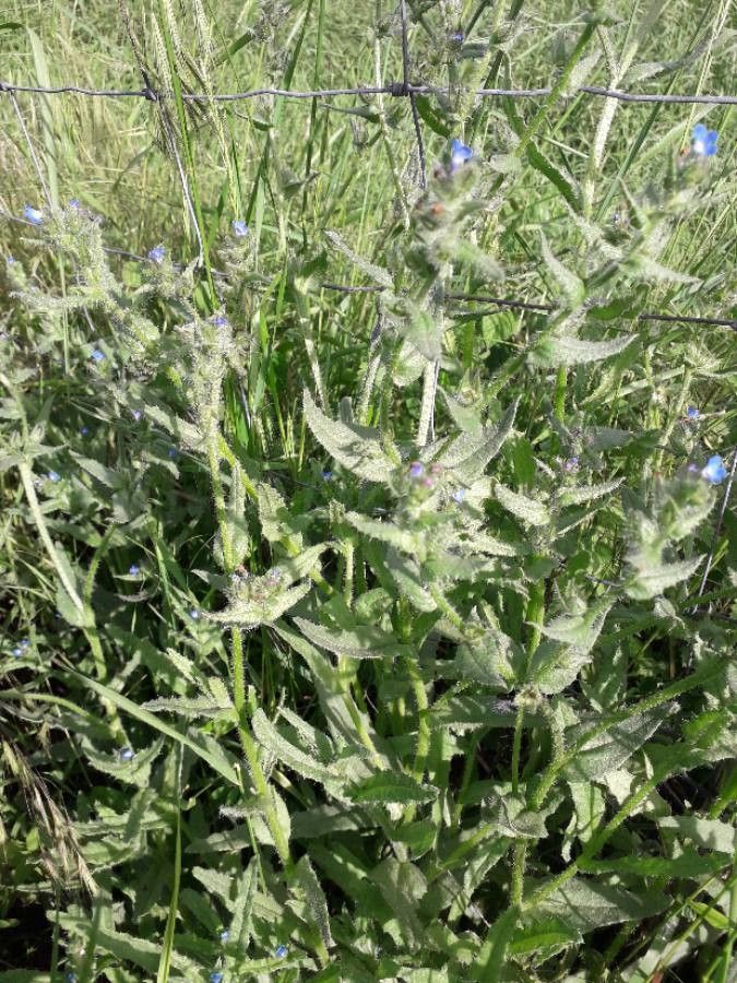 Lycopsis arvensis flower