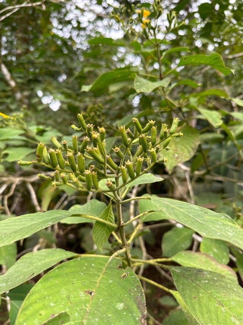 Hamelia xerocarpa fruit