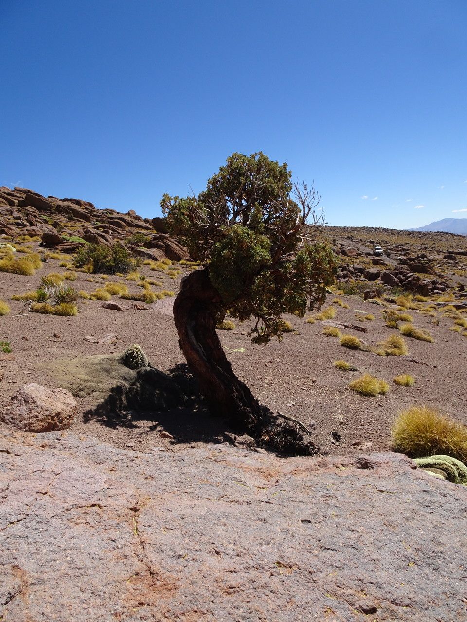 Polylepis tomentella habit