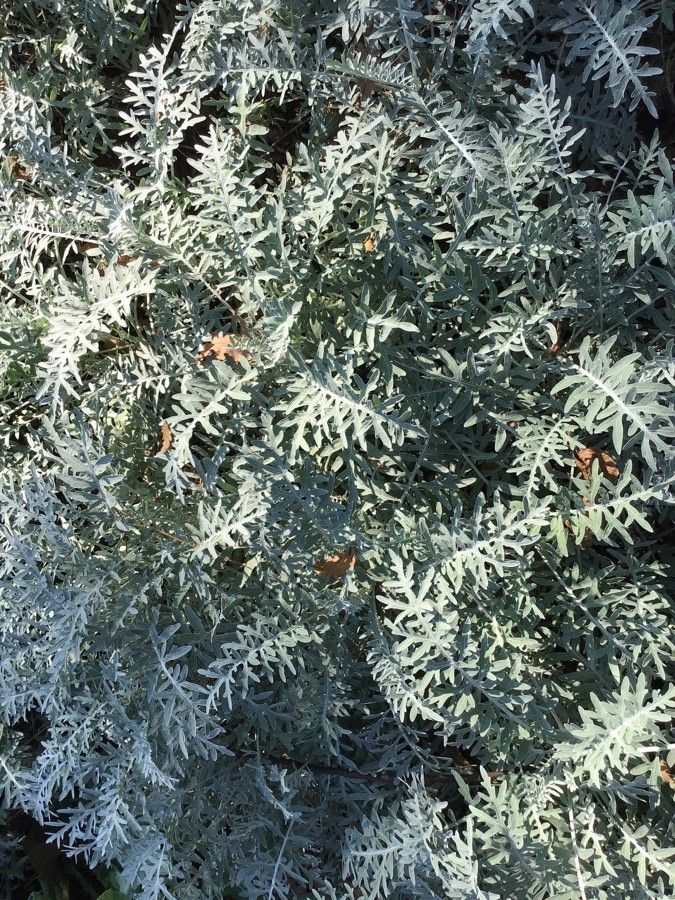 Psephellus pulcherrimus habit