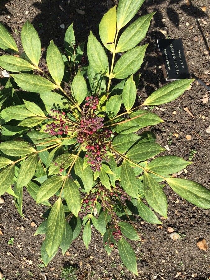 Mahonia gracilipes — search result for 'Mahonia'